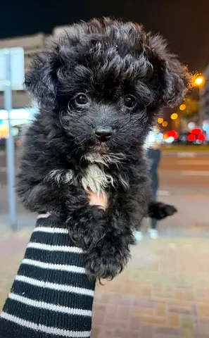 Rehoming my small black fluffy puppy