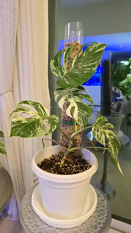 indor plant monstera albo variegata