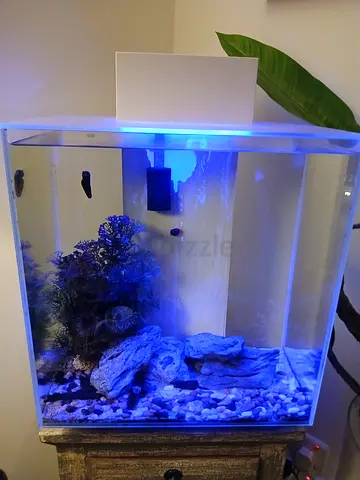 Fluval Edge Fishtank