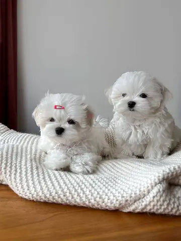 Rehoming my Maltese puppies