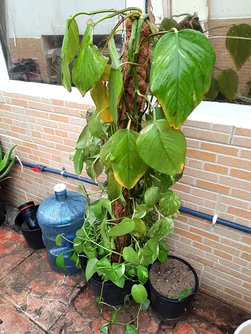 Large climbing pothos on moss pole — established, healthy plant