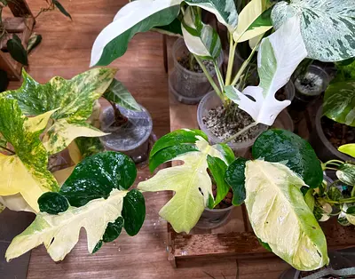 Monstera Lava 🔥. Aed1500/-. Well settled in leca. Pickup near financial center metro station. Deliv