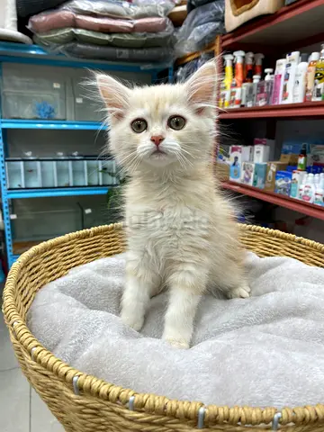 My cream long-haired kitten — playful, friendly, ready for adoption