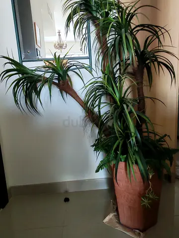 Decorative Artificial Palm Tree