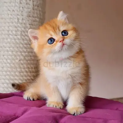 Adorable Playful Kitten Looking for a New Home