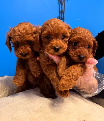 My three small red puppies — ready for adoption