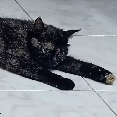 Pregnant female Cat half turkish breed