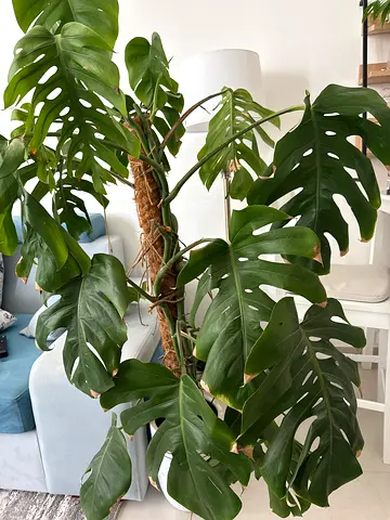 Large Monstera Deliciosa (split-leaf) on moss pole with ceramic pot
