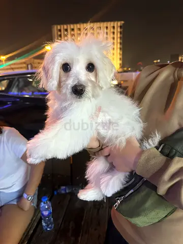 My small white puppy — looking for a loving home