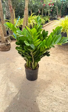 Fresh Zamioculcas Plant for Sale