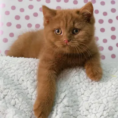 Brown kitten looking for a loving home