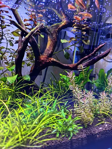 Beautifully Planted Aquarium Setup