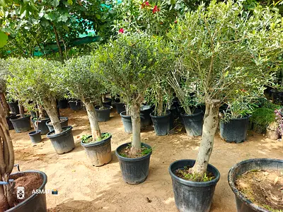 Beautiful Outdoor Olive Trees