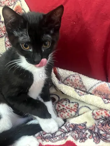 Rehoming: Friendly young tuxedo kitten (black  white)
