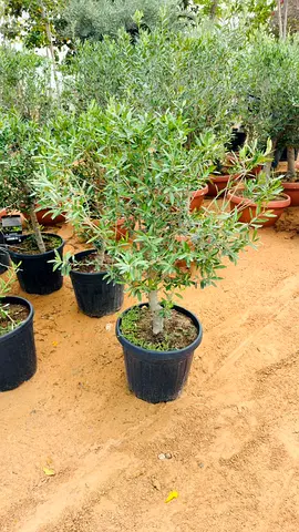 Olive Plant Olea Europaea Potted Outdoor Garden Tree