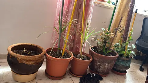 Plants