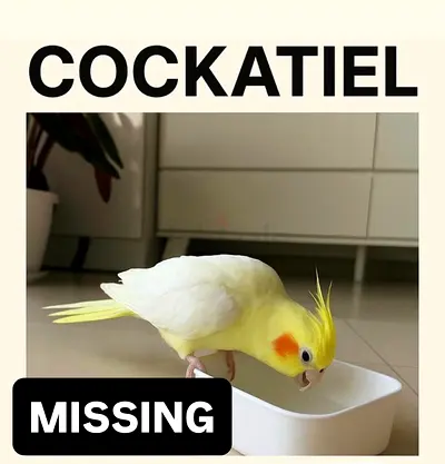 Cocktail Male (1 year old)