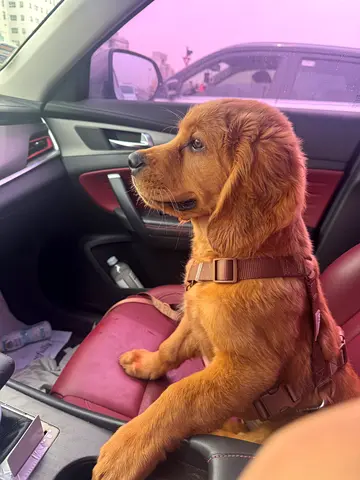 Pablo golden retriever for adoption