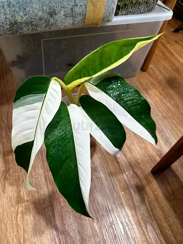 Epipremnum Giganteum albo variegated  with half moon leaves Aed400/-. Pickup from near financial cen