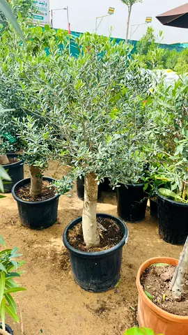 Potted Olive Tree for Sale