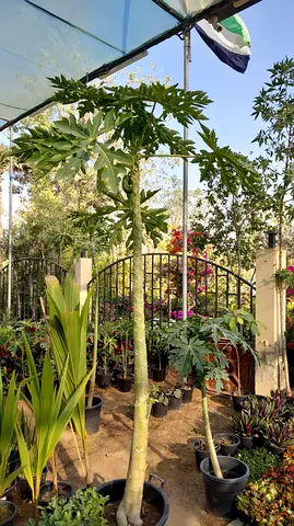 Papaya Tree - Healthy and Thriving Plant