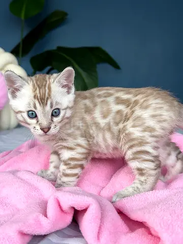 Adorable Bengal Kitten with Unique Spots
