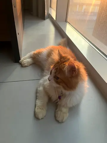 Cute, adorable and playful little cat looking for new home