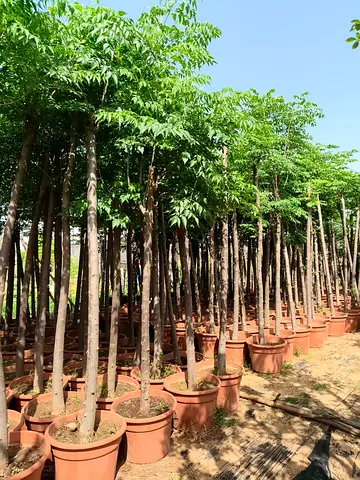 Healthy Potted Trees for Sale