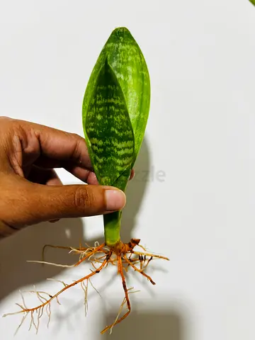 Sansevieria (Snake Plant) Rooted Cutting — Healthy Propagation