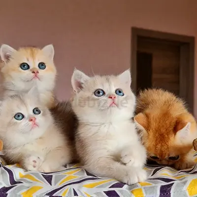 Rehoming four sweet kittens — looking for loving homes