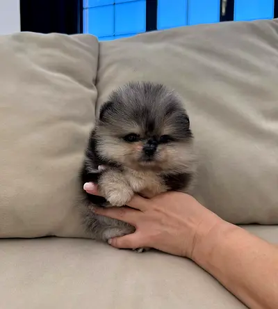 Rehoming: Fluffy Pomeranian puppy