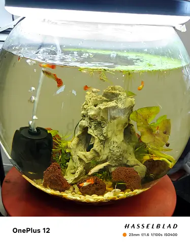 Glass fish bowl aquarium with sponge filter and live koi guppies .