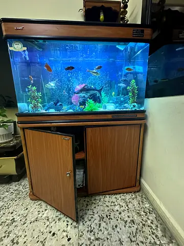 Camry 1 Meter Aquarium Setup with Cabinet – Ready to Use (With 3 Koi Fish)