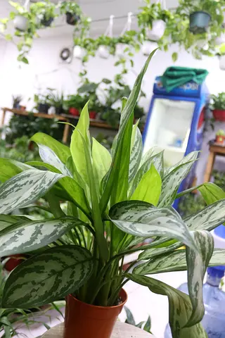 Indoor plant