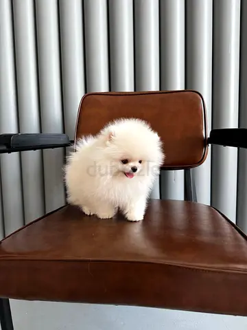 Rehoming my white Pomeranian puppy — friendly and healthy