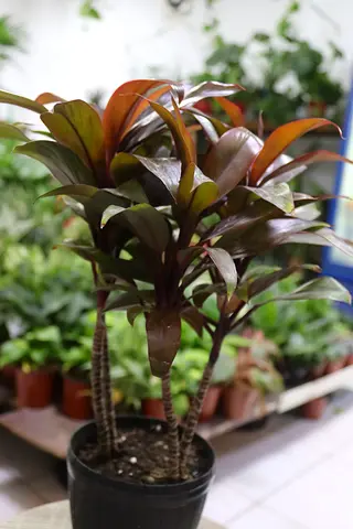 New shipment Indoor plant Available