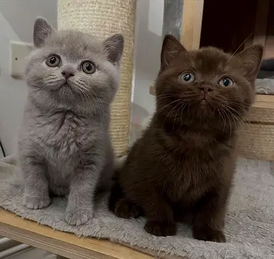 Rehoming two adorable gray and chocolate British shorthair kittens