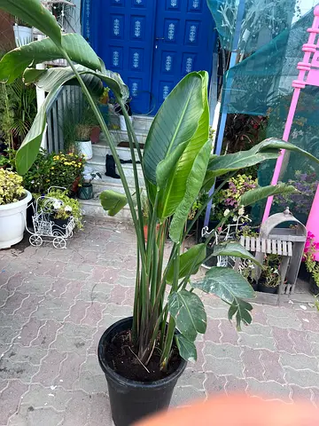 Bird of Paradise healthy, tall plant