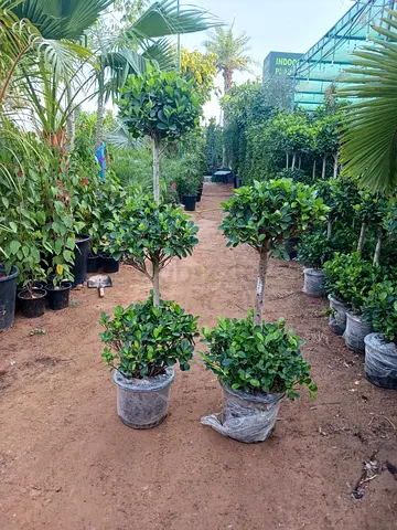Ficus plants 3 head