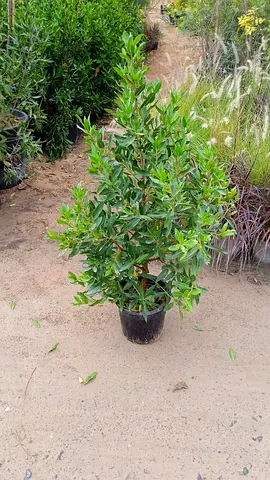 Outdoor Decorative Plant