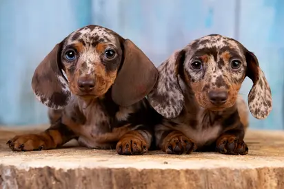 Rehoming two Dachshund puppies — bonded pair