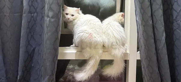 White cats for adaptation