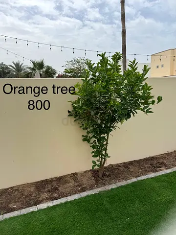 My Orange Tree — Healthy  Ready to Plant