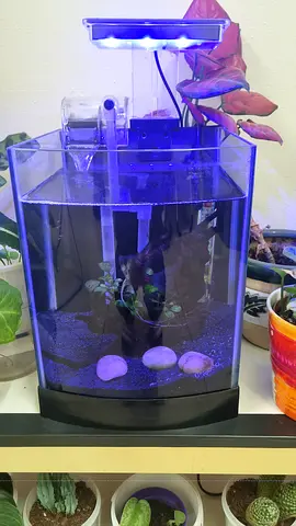 Aquarium set
