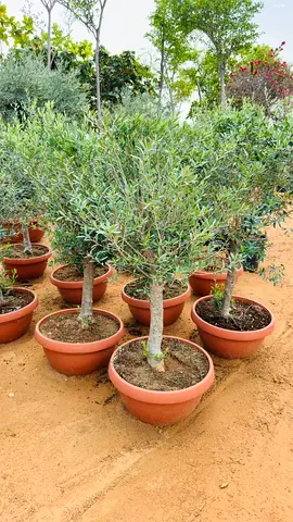 Olive Tree Olea Europaea Potted Outdoor Decorative Plant