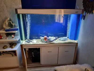 Large BOYU Fish Tank Aquarium for only 1999 AED