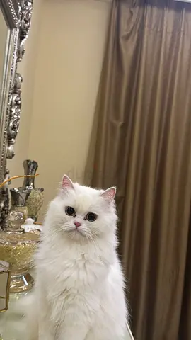 الروضه عجمان