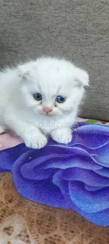Kitten