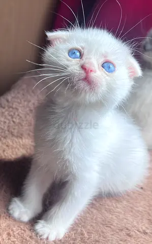 My white blue-eyed kitten looking for a loving home
