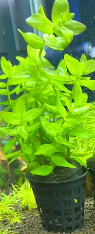 Aquarium plants